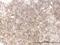 STAT5B Antibody (monoclonal) (M02)